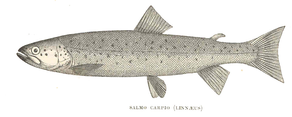 Salmo carpio (Linnaeus) - wikimedia Harry Govier Seeley  (1839–1909) 
